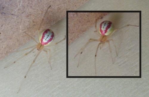 Enoplognatha sp.